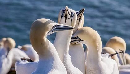 爱游戏体育客户端-逆境中的明星：战胜伤病再创新高，在逆境中获得成功的名人