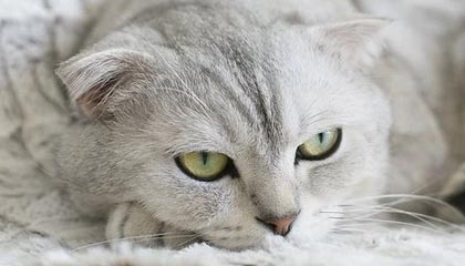 爱游戏体育客户端-逆境中的明星:战胜伤病再创新高,在逆境中获得成功的名人